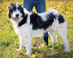 Собаки в Наро-Фоминске: Самый обаятельный и обнимательный: Гиджет Мальчик, Бесплатно - фото 8