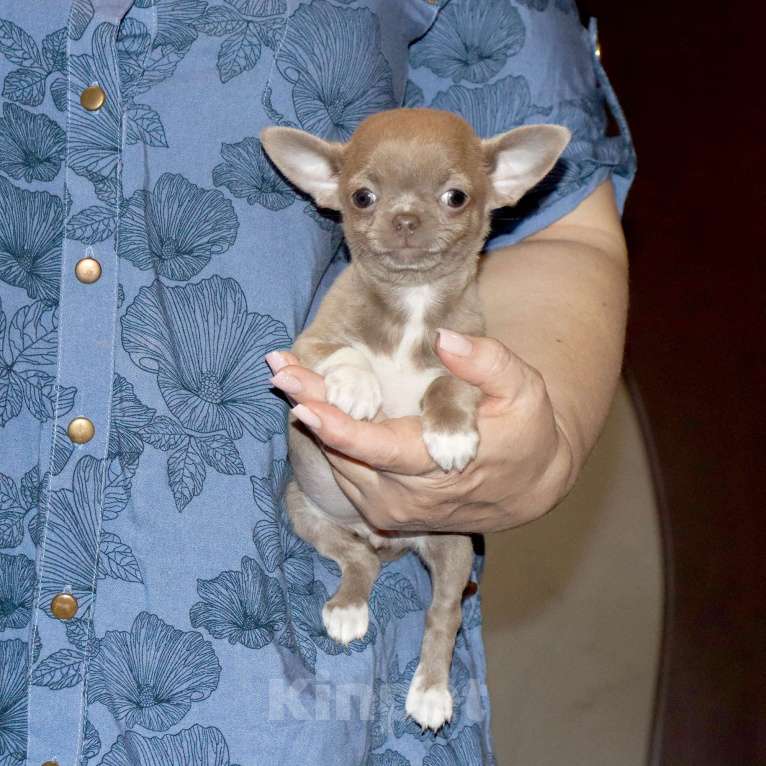 Собаки в Москве: 💜Лиловая девочка чихуахуа Девочка, 75 000 руб. - фото 3