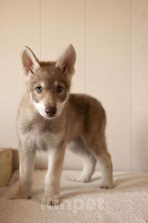 Собаки в Санкт-Петербурге: Ренгоку волчья собака Саарлоса Мальчик, 180 000 руб. - фото 1