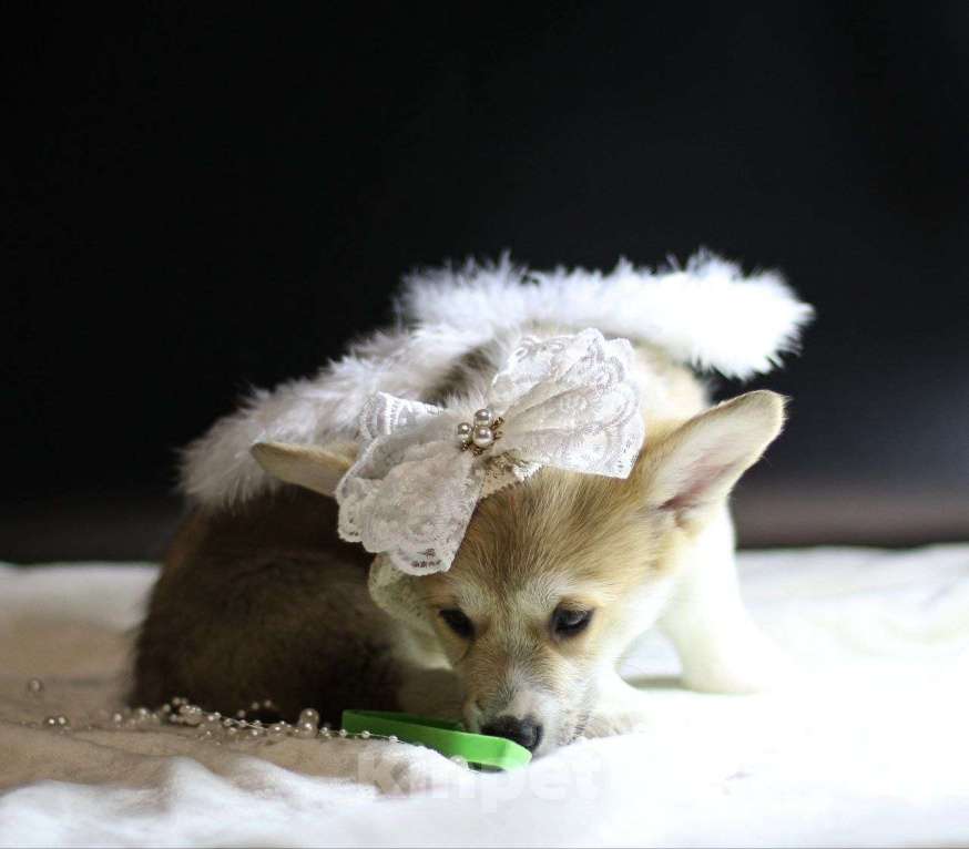 Собаки в Тольятти: Шикарная Леди Вельш Корги Пемброк Девочка, 80 000 руб. - фото 1