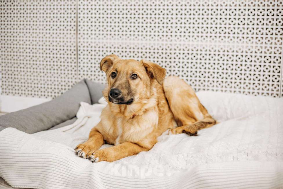 Собаки в Москве: Щенок бесплатно в Москве Девочка, Бесплатно - фото 4