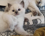 Кошки в Москве: Рэгдолл Лапочки девочки Девочка, 65 000 руб. - фото 2