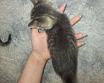 Кошки в Саратове: Котёнок Мальчик, Бесплатно - фото 2