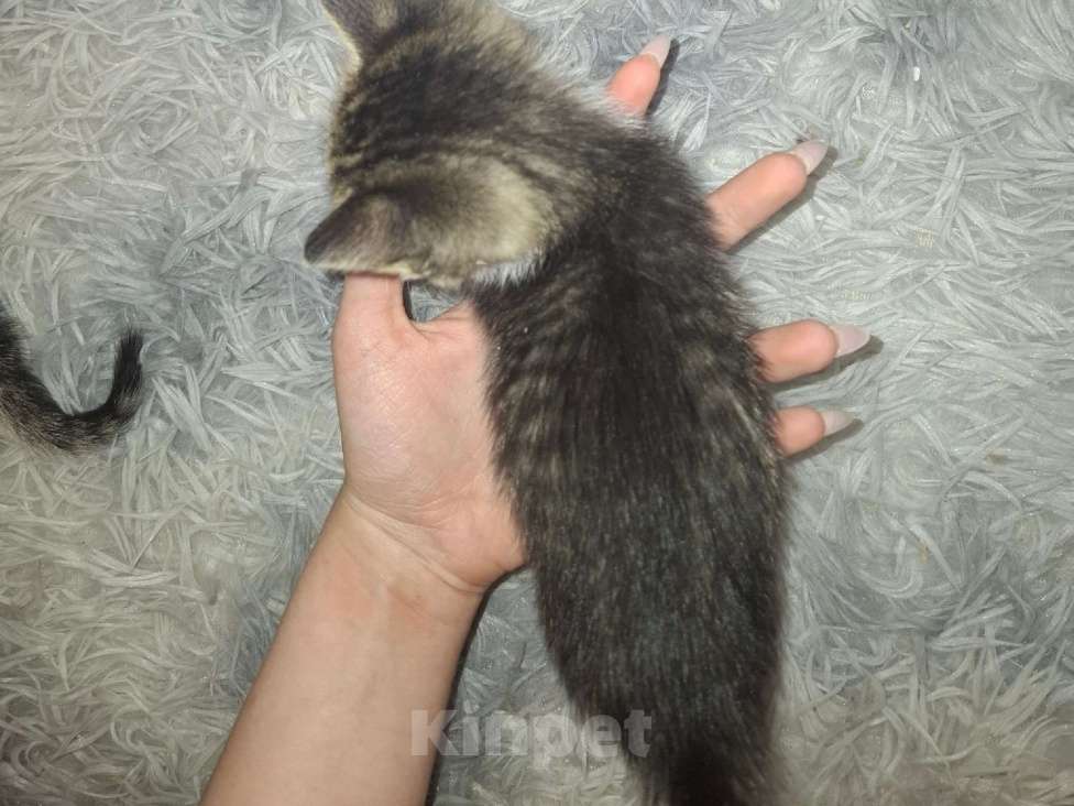 Кошки в Саратове: Котёнок Мальчик, Бесплатно - фото 2