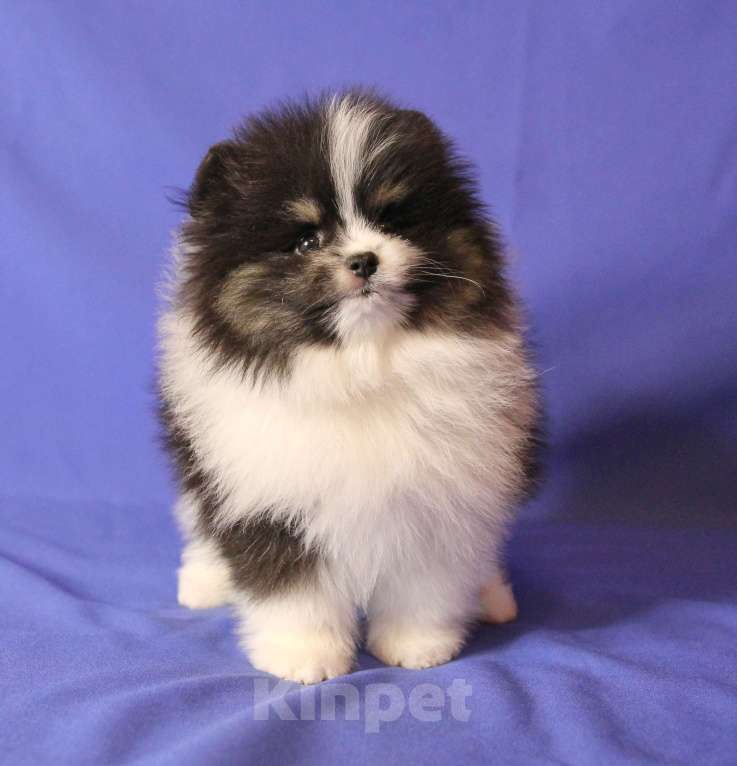 Собаки в Люберцах: Трехцветная девочкка Девочка, 50 000 руб. - фото 4