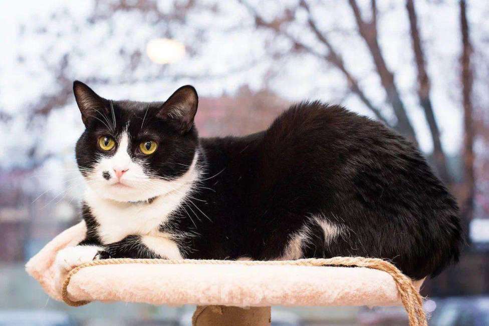 Кошки в Москве: Ласковая кошечка Мушка в добрые руки Девочка, Бесплатно - фото 9