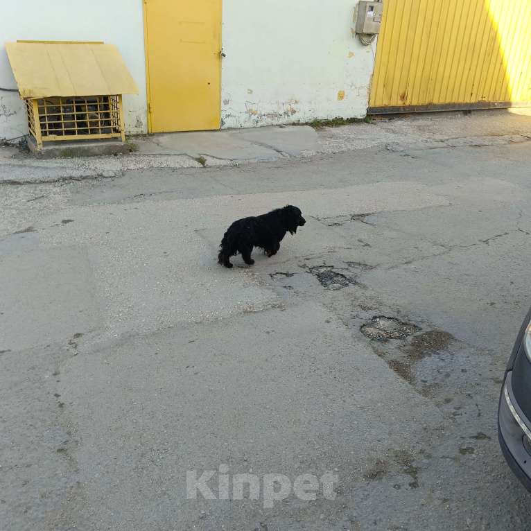 Собаки в Симферополе: Найден пёс. Мальчик, Бесплатно - фото 2