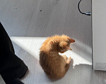 Кошки в Москве: Котенок девочка Девочка, Бесплатно - фото 4