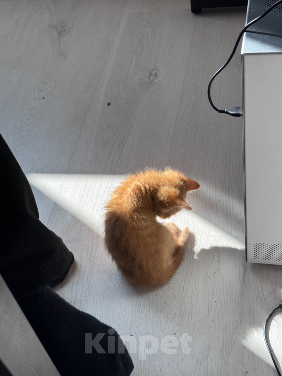Кошки в Москве: Котенок девочка Девочка, Бесплатно - фото 4