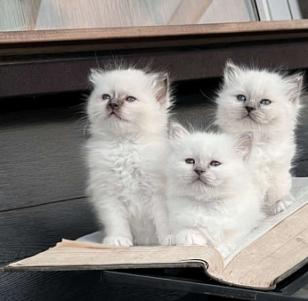 Рэгдолл котёнок 