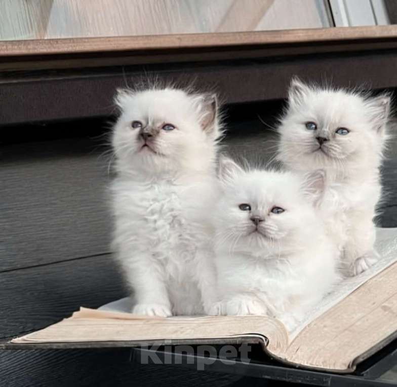 Кошки в Казани: Рэгдолл котёнок  Девочка, 80 000 руб. - фото 1