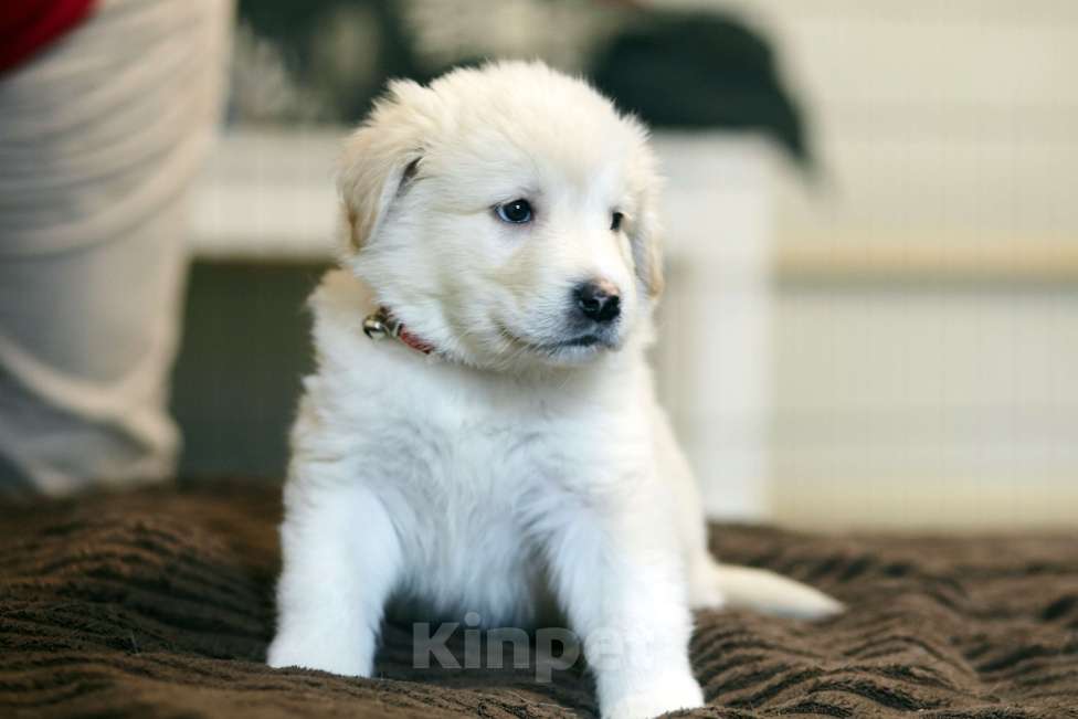 Собаки в Красногорске: Щенок Шон 1,5 месяца ищет дом  Мальчик, Бесплатно - фото 3