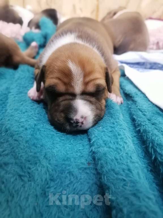 Собаки в Белгороде: Американский стаффордширский терьер щенок  Мальчик, 80 000 руб. - фото 2