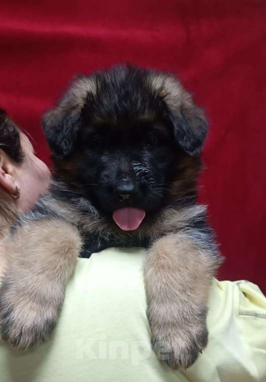 Собаки в Ангарске: Щенки длинношёрстной немецкой овчарки  Мальчик, 50 000 руб. - фото 9