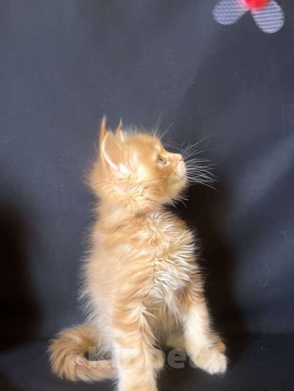 Кошки в Ярославле: Кошка Девочка, 70 000 руб. - фото 5