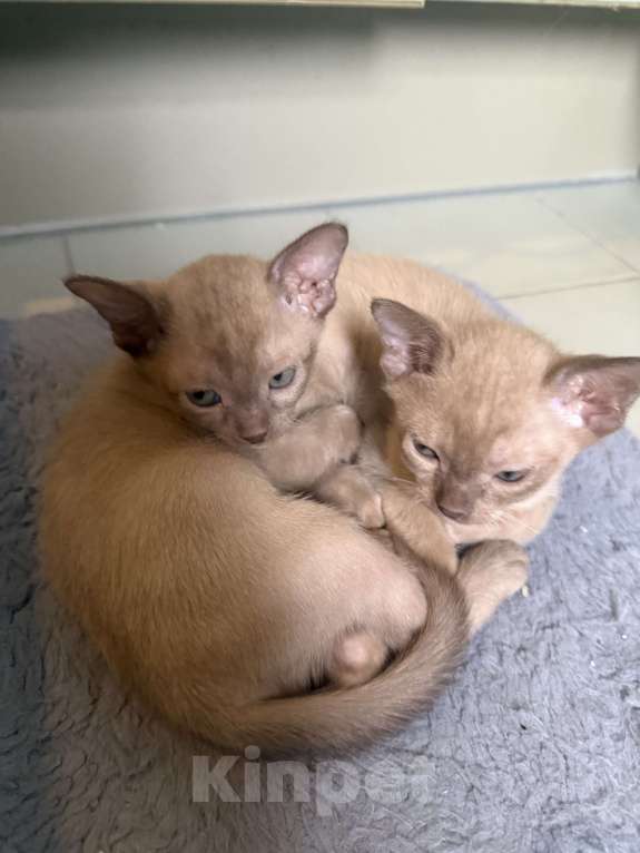 Кошки в Санкт-Петербурге: Бурманский котенок ( шоколад ) Мальчик, 33 000 руб. - фото 7