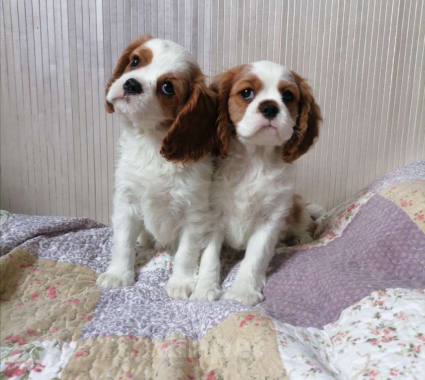 Собаки в Москве: Кавалер Кинг Чарльз спаниель 2 мес Мальч.  Мальчик, 85 000 руб. - фото 5