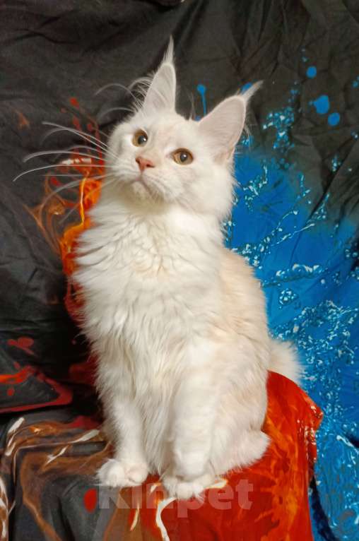 Кошки в Санкт-Петербурге: Девочка красное высокое серебро. Девочка, 35 000 руб. - фото 7