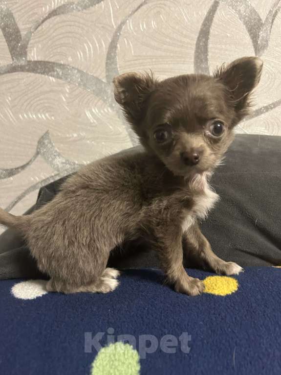Собаки в Краснодаре: Лиловая девочка чихуахуа Девочка, 17 000 руб. - фото 6