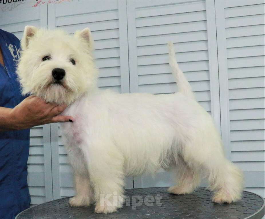 Собаки в Москве: вест хайленд вайт терьер мальчик 10 мес от Интерчемпиона Мальчик, 50 000 руб. - фото 7