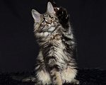 Кошки в Москве: Мейн-кун котенок Мальчик, Бесплатно - фото 1