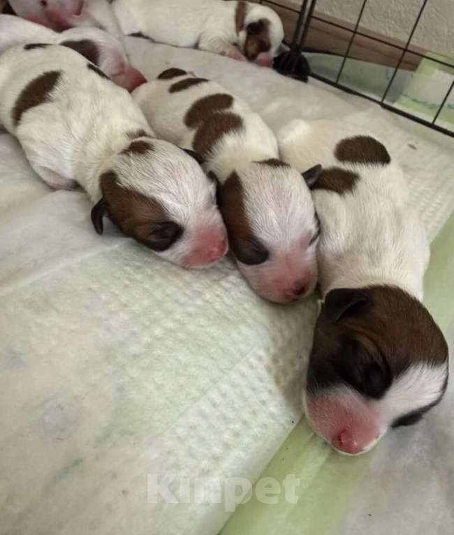 Собаки в Москве: Вязка с титулованным кобелем джек-рассел-терьер Мальчик, 35 000 руб. - фото 8