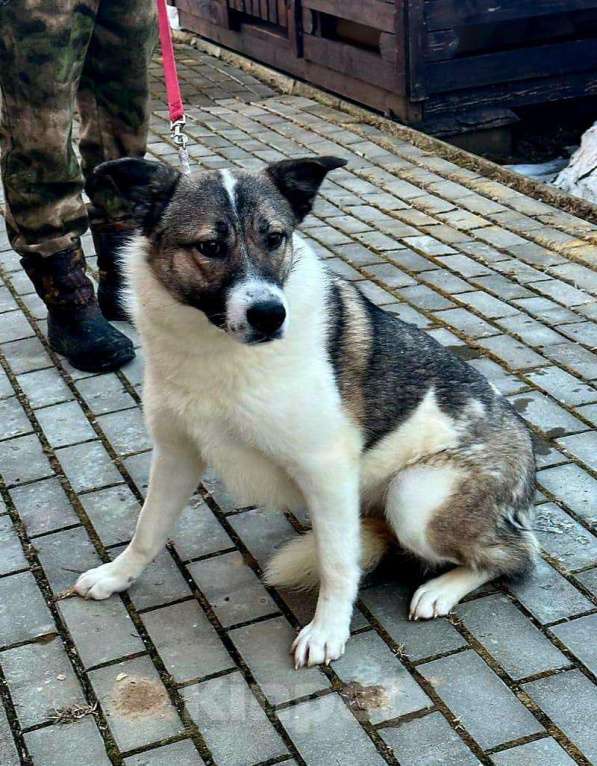 Собаки в Москве: Нежная белая собачка Лапушка ищет дом Девочка, 1 руб. - фото 3