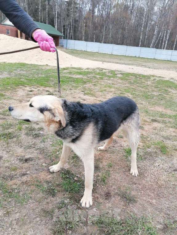 Собаки в Москве: Васко, плюшевый щенок Мальчик, Бесплатно - фото 3