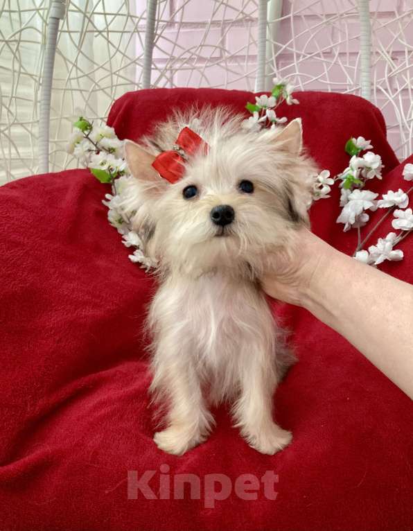 Собаки в Москве: Золотой йорк голддаст мини девочка Девочка, 60 000 руб. - фото 3