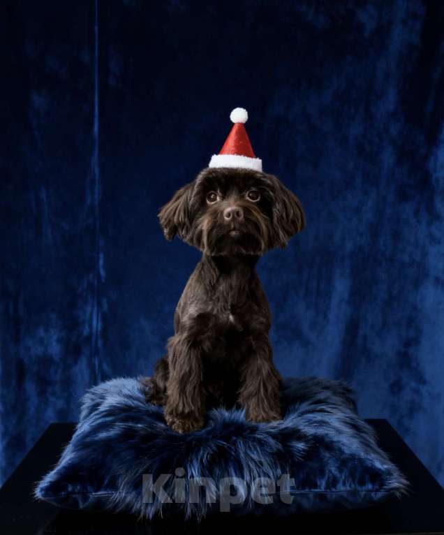 Собаки в Москве: Взрослый йорк крупная девочка горький шоколад Девочка, 45 000 руб. - фото 2