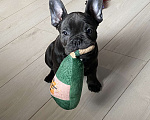 Собаки в Новошахтинске: Щенки французского бульдога Мальчик, 80 000 руб. - фото 2