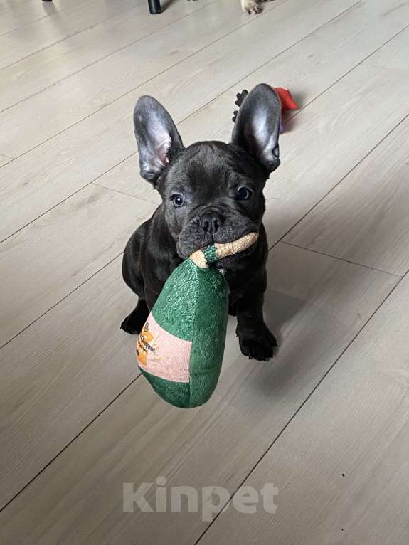 Собаки в Новошахтинске: Щенки французского бульдога Мальчик, 80 000 руб. - фото 2