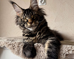 Кошки в Калининграде: Котик мейн кун Мальчик, Бесплатно - фото 1