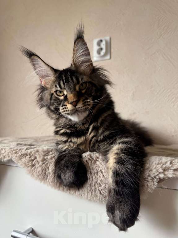 Кошки в Калининграде: Котик мейн кун Мальчик, Бесплатно - фото 1