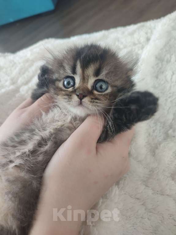 Кошки в Глазове: Хайленд-фолд длиношерстрый шотландский мальчик  Мальчик, 5 000 руб. - фото 5