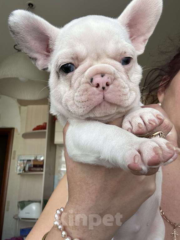 Собаки в Химках: Французский бульдог,щенки Девочка, 40 000 руб. - фото 9