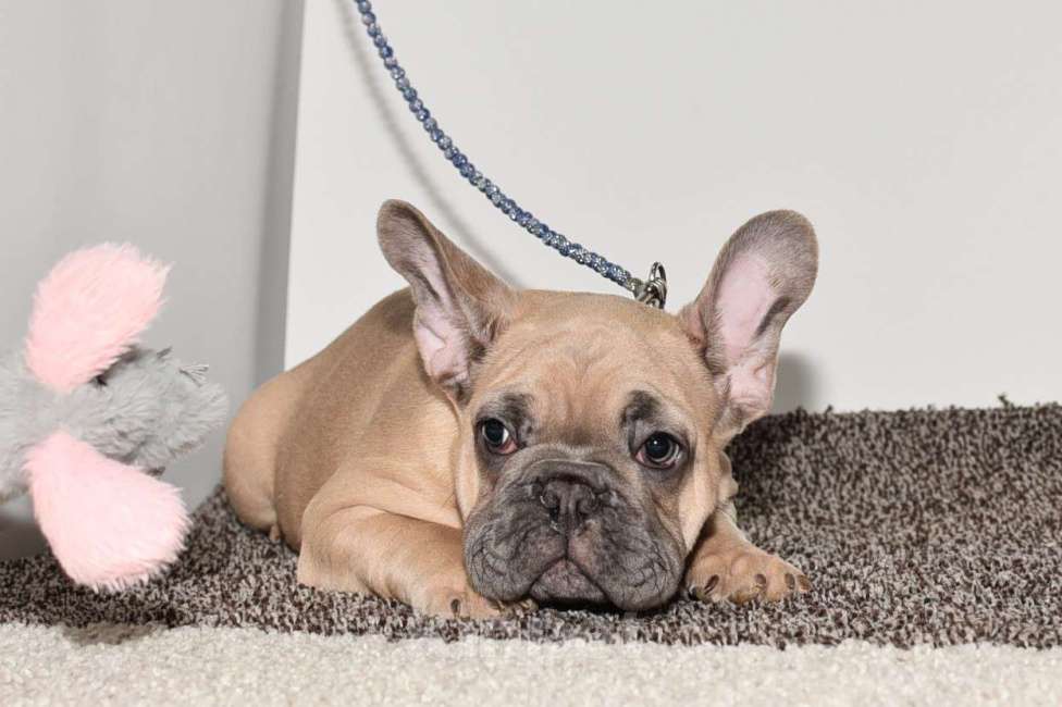 Собаки в Москве: Мальчик палевоголубой Мальчик, 50 000 руб. - фото 9