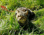 Кошки в Казани: Шотландский кот, 1 000 руб. - фото 6