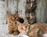 Кошки в Барыше: Кошки мейн кун, 15 000 руб. - фото 1