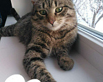 Кошки в Гагарине: Котик ищет дом, Бесплатно - фото 1