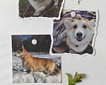 Собаки в Москве: Вельш корги пемброк, 80 000 руб. - фото 9