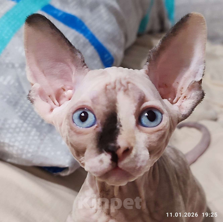 Кошки в Москве: Котята канадского сфинкса  Девочка, 45 000 руб. - фото 3
