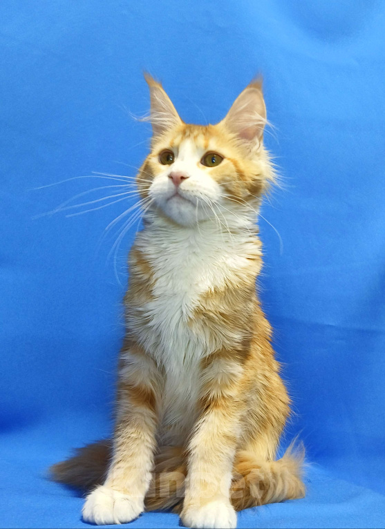 Кошки в Москве: Котенок Мейн-Кун Девочка Девочка, 45 000 руб. - фото 1