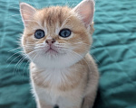 Кошки в Ростове-на-Дону: Шотландские котята золотая шиншилла Мальчик, 12 000 руб. - фото 4