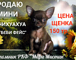 Собаки в Санкт-Петербурге: Щенки чихуахуа из питомника РКФ "Мари Мистик" Девочка, 70 000 руб. - фото 4