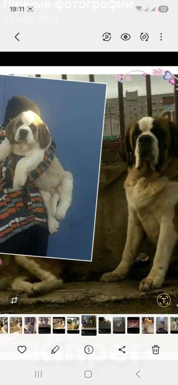 Собаки в Самаре: Малыши сенбернара Мальчик, 80 000 руб. - фото 10