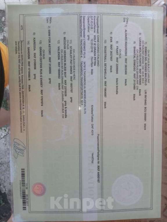 Собаки в других городах Ростовской области: Ищет семью Девочка, 25 000 руб. - фото 10