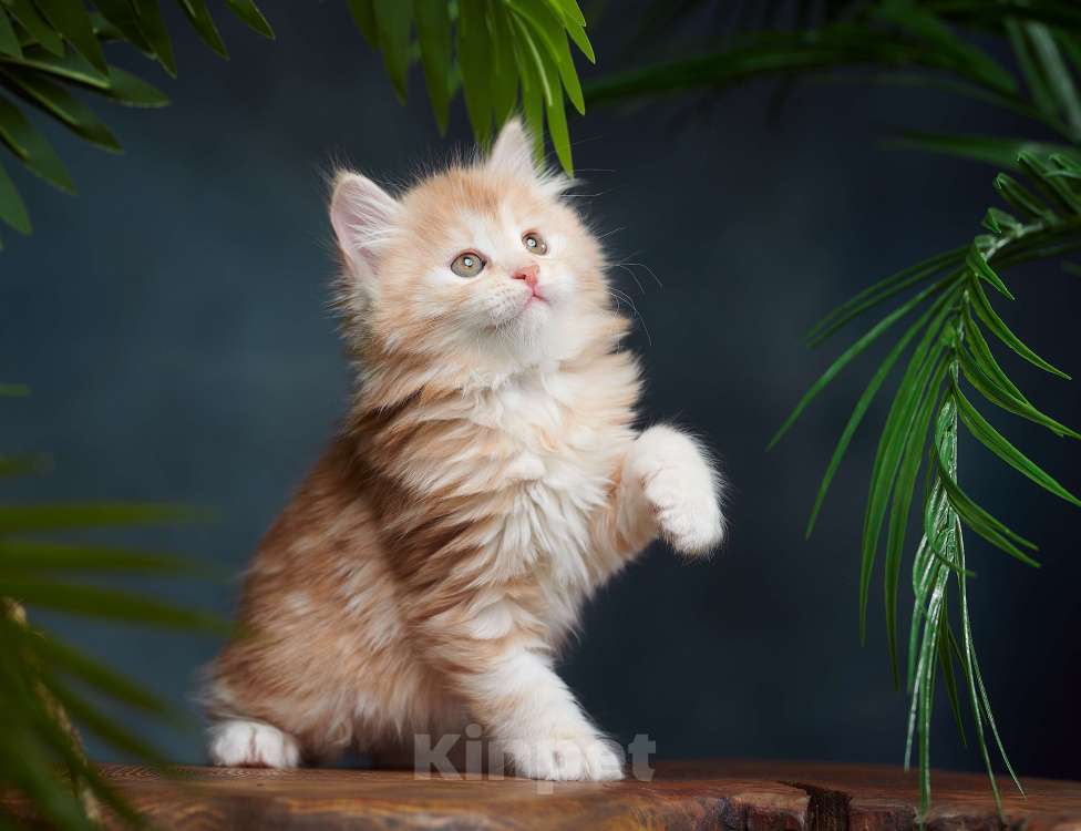 Кошки в других городах Алтайского края: Мини рыськи Мальчик, Бесплатно - фото 4