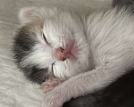 Кошки в Химках: Котенок в добрые руки Девочка, Бесплатно - фото 1