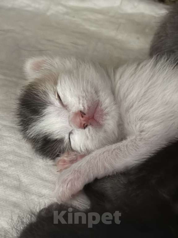 Кошки в Химках: Котенок в добрые руки Девочка, Бесплатно - фото 1